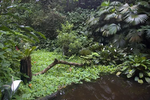 Het tropische regenwoud onder het glazen dak van Burgers' Bush in Burgers' Zoo