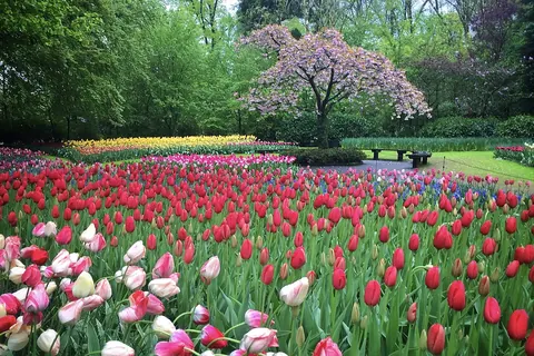 Rode en roze tulpen en een bloeiende boom in de tuinen van de Keukenhof in Lisse